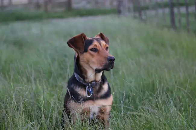 black and tan short coat medium sized dog on green grass field during daytime