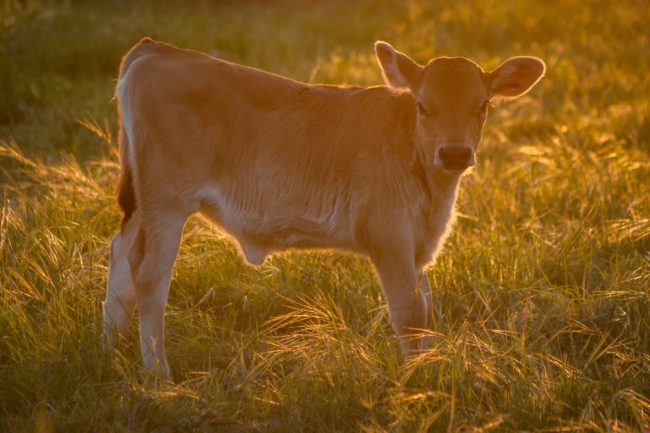 brown cattle on green grass at daytime