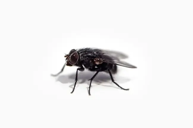 Photo by Chris Curry black fly on white surface