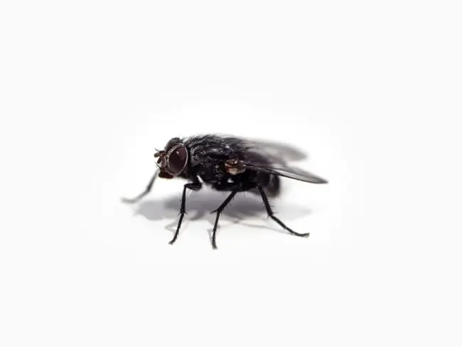 Photo by Chris Curry black fly on white surface