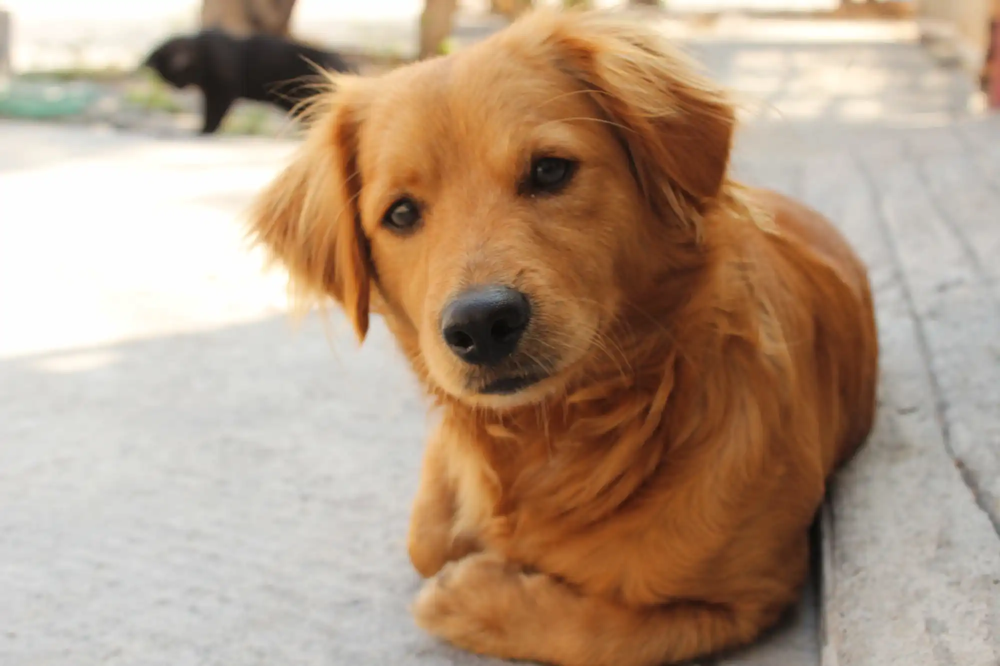golden retriever puppy on snow covered ground during daytime