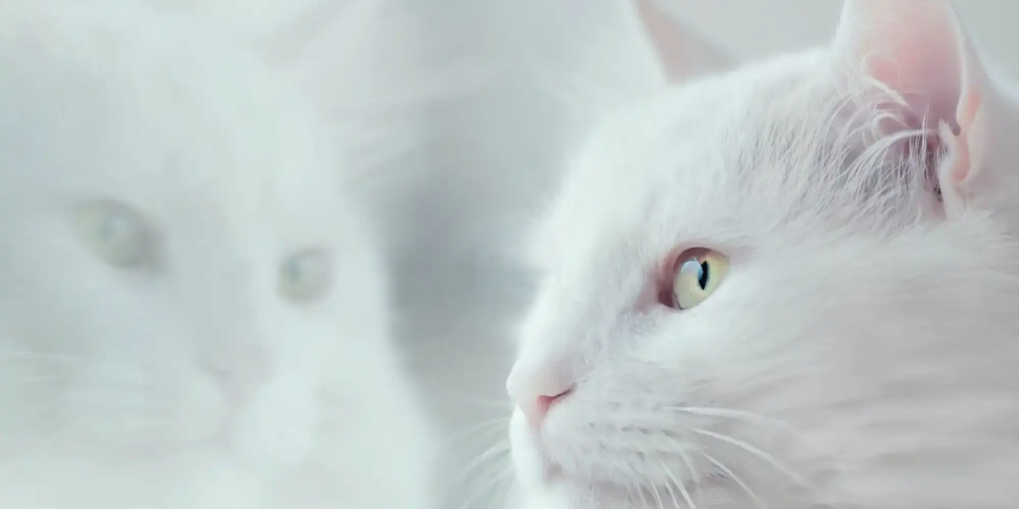 Photo by Oleg Danylenko white cat
