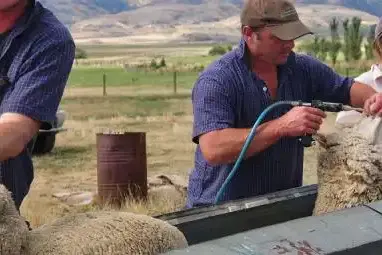 people-drenching-sheep