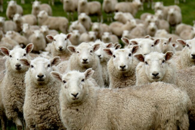 herd of sheep on green grass field during daytime