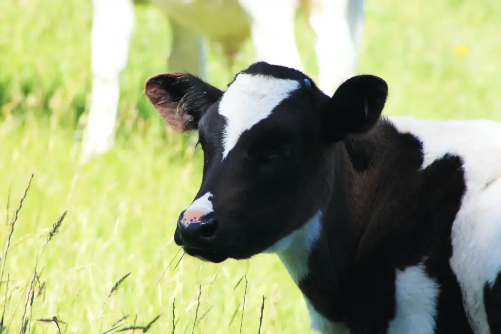 a black and white cow standing in a grassy field