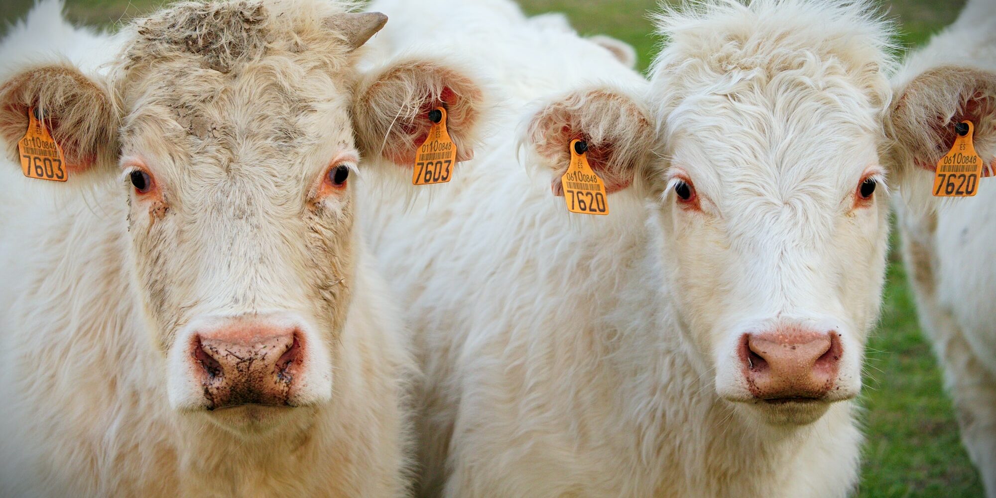Common Diseases in Weaned Calves – Vet Services Hawke's Bay Common Diseases in Weaned Calves – Vet Services Hawke's Bay
