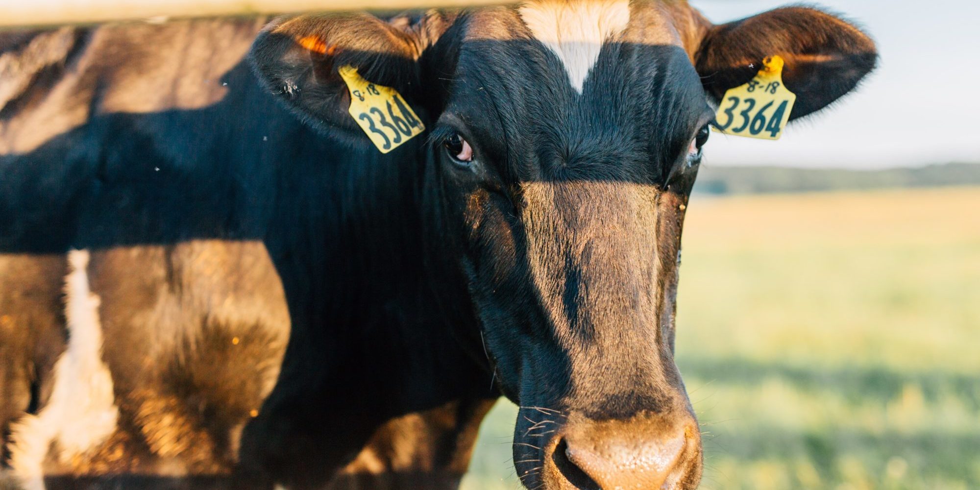 black cow on green grass field during daytime