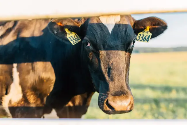 Photo by Kristyn Lapp black cow on green grass field during daytime
