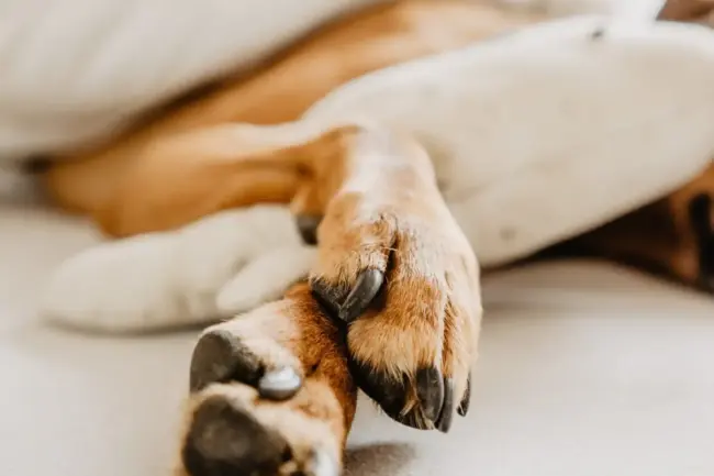 Photo by Ruby Schmank dog's paws
