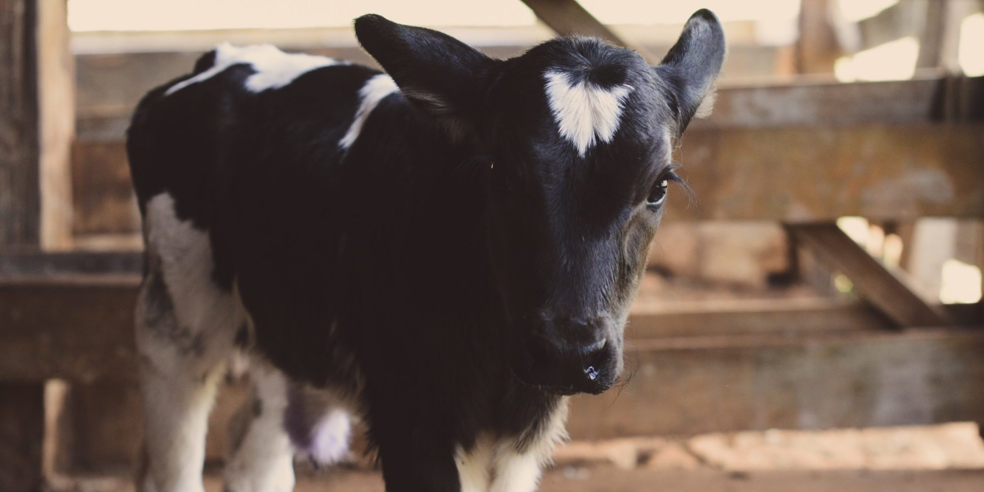 black and white cow calf