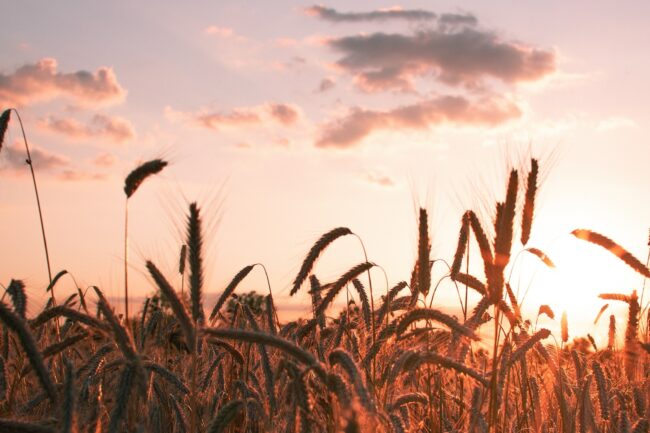 corn fields during golden hour