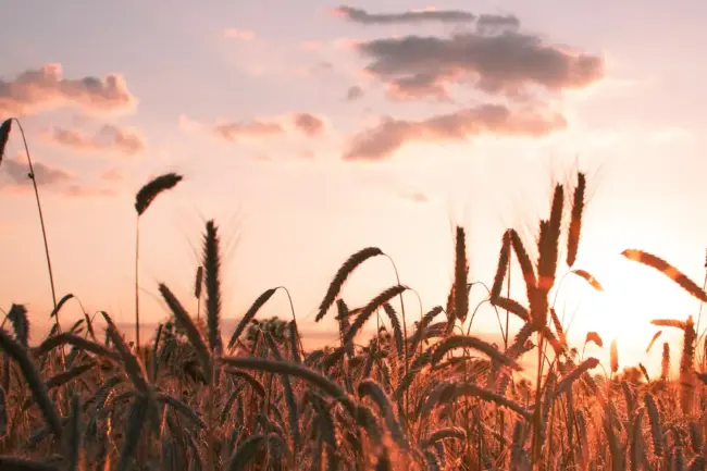 Photo by Nadine Redlich corn fields during golden hour