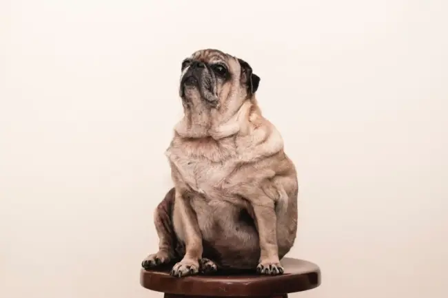 Photo by Jorge Zapata tan pug on brown wooden stool