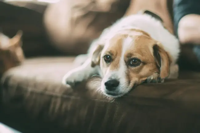 Photo by Robert Larsson selective focused of brown dog lying on sofa