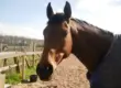 a brown horse standing on top of a dirt field