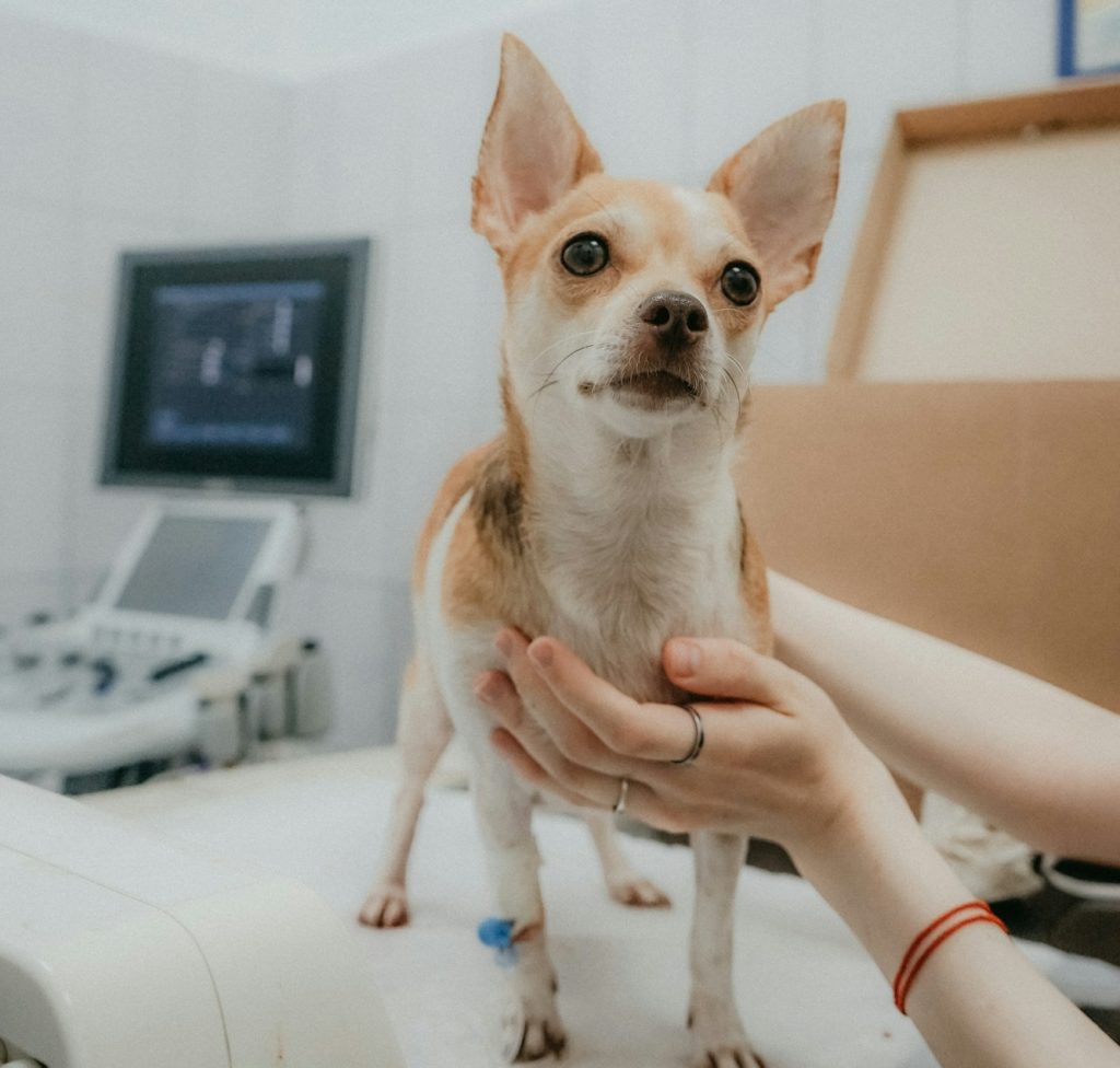 a person holding a dog