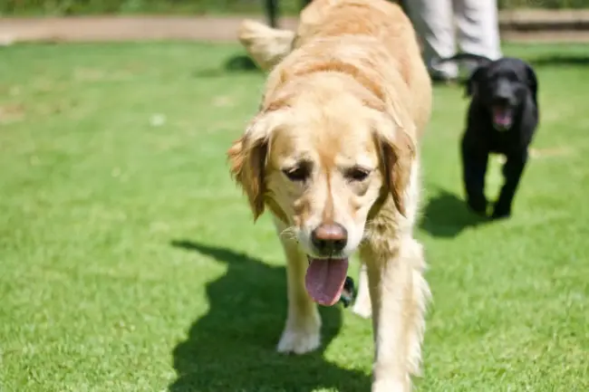 Photo by Leslie Joseph adult golden retriever walking on green grass lawn