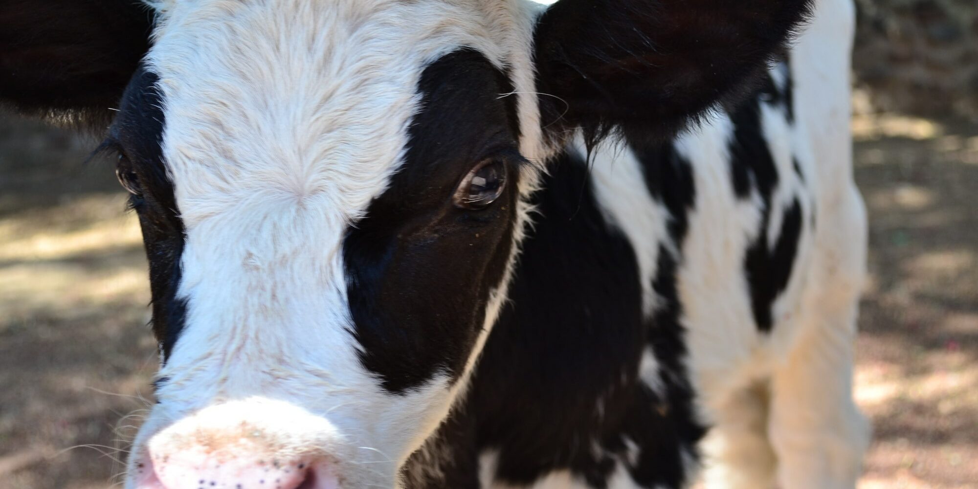 white and black cow during daytime