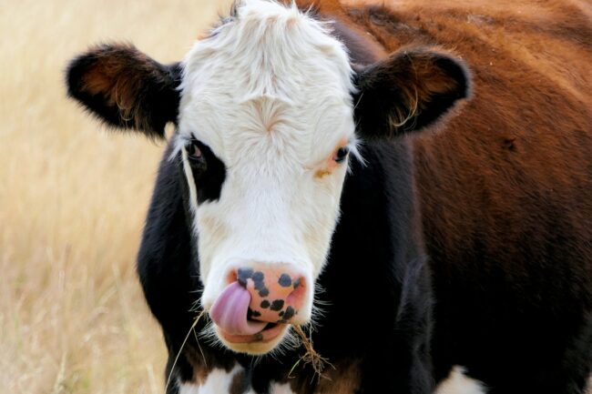 black and white cow on brown field during daytime