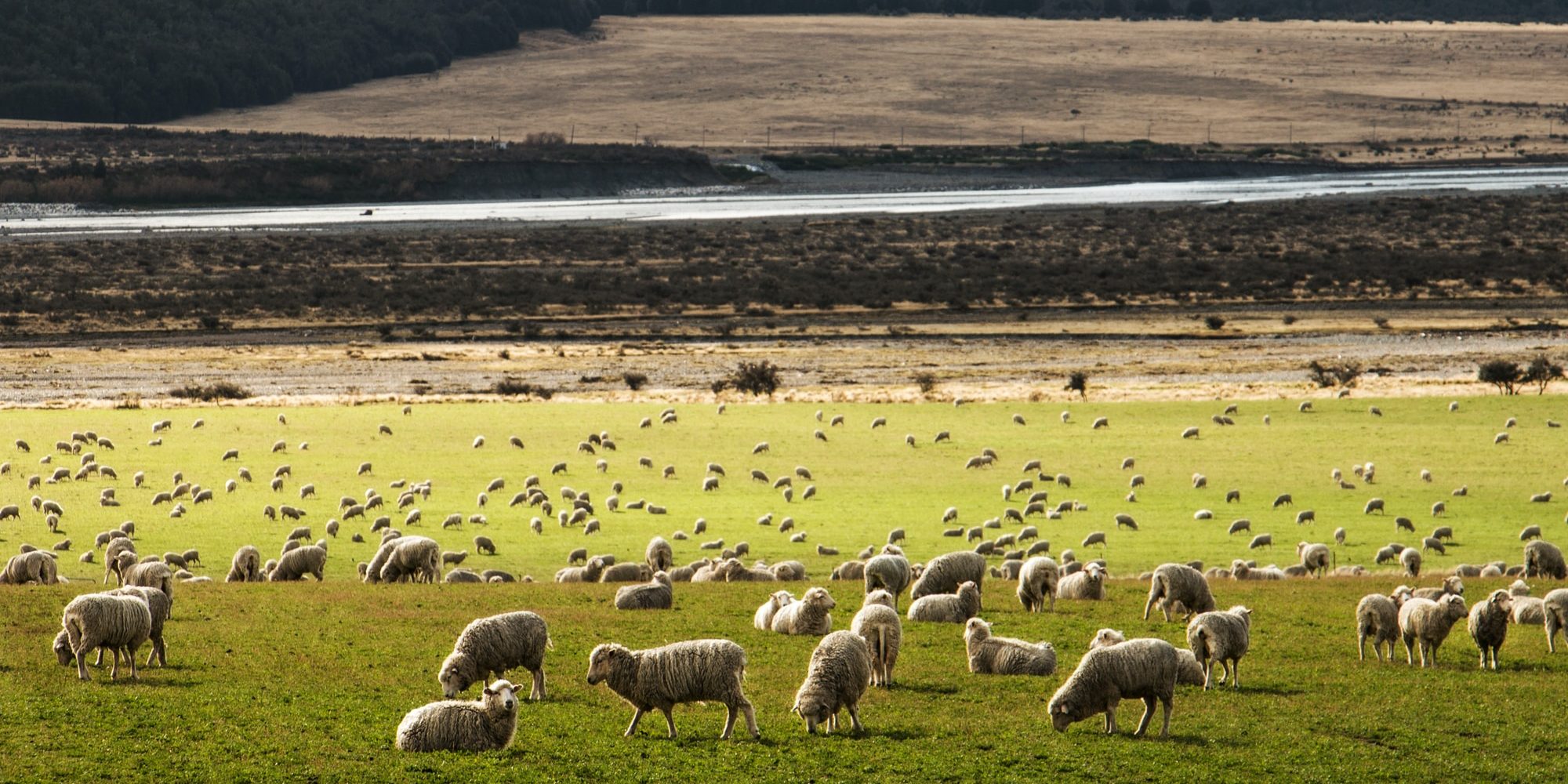 herd of sheep on grass field