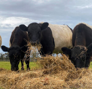young galloways