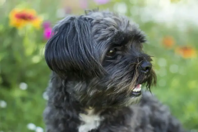 selective focus photography of black dofg