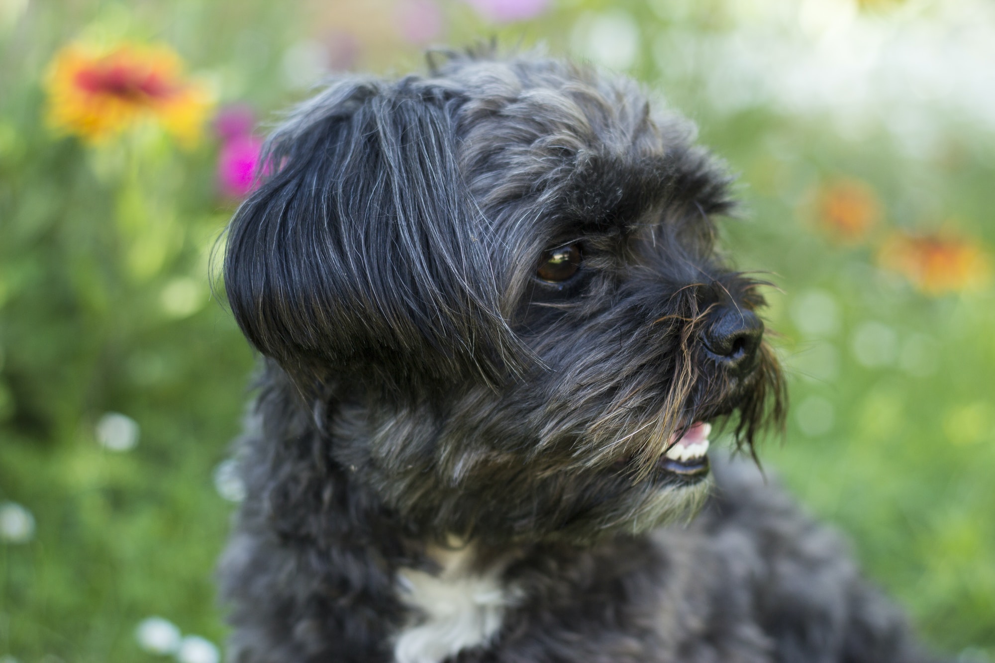 selective focus photography of black dofg