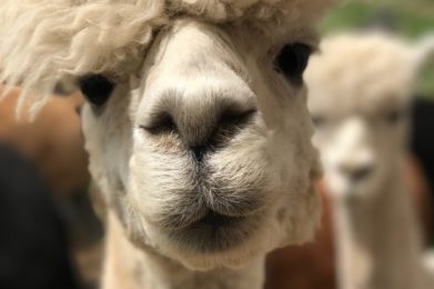 white camel