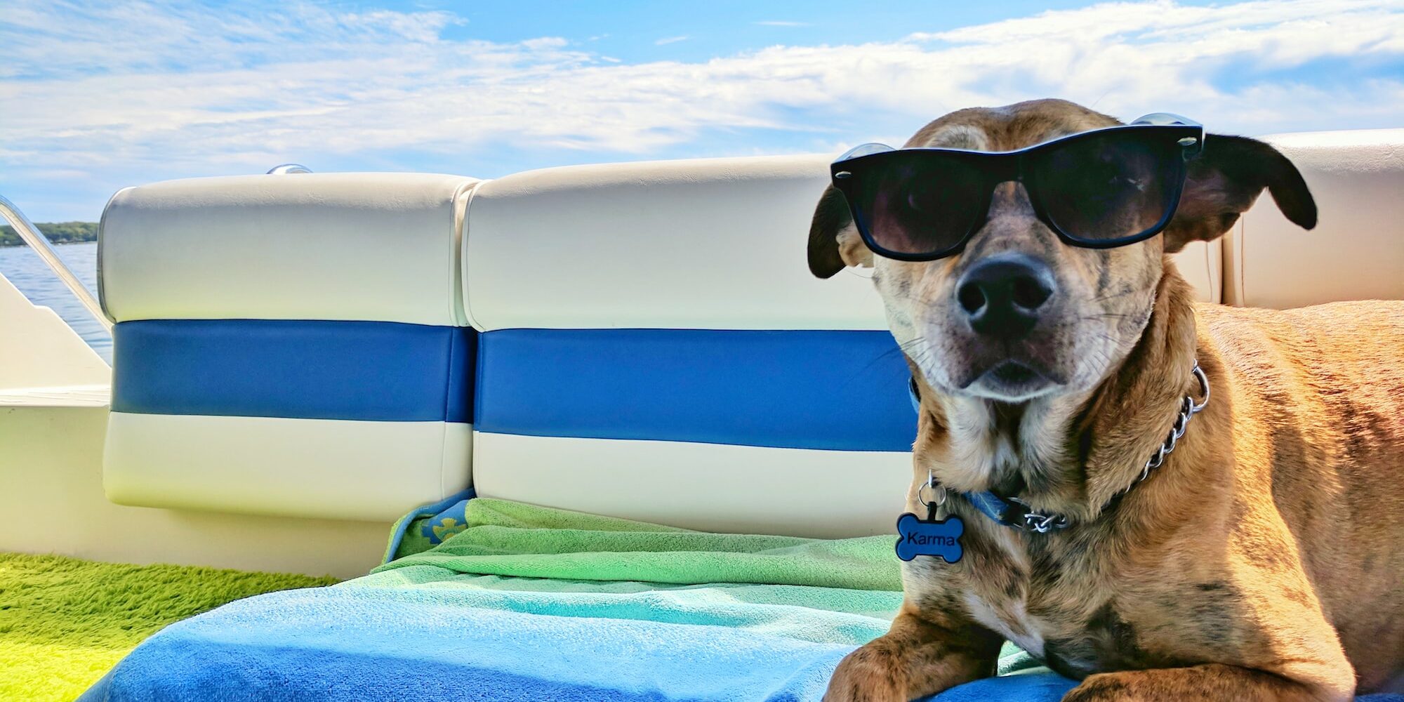 brown dog wearing sunglasses on blue textile