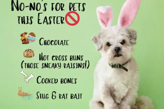 🚫 No-no’s for pets this Easter